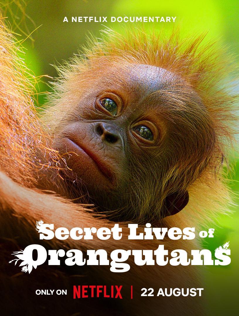 Secret Lives of Orangutans