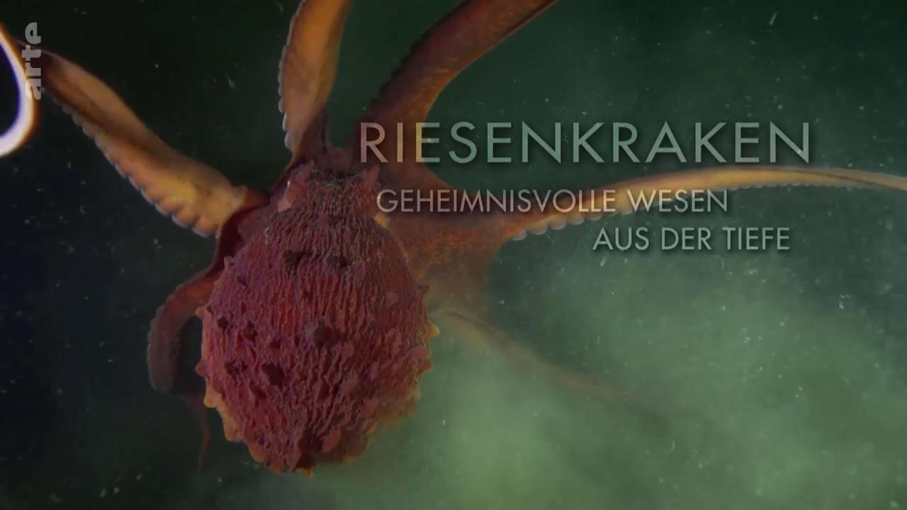 Riesenkraken: Geheimnisvolle Wesen aus der Tiefe