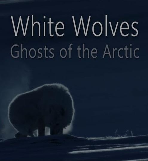 White Wolves. Ghosts of the Artic