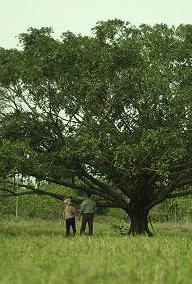 Talk to the Tree (TV)