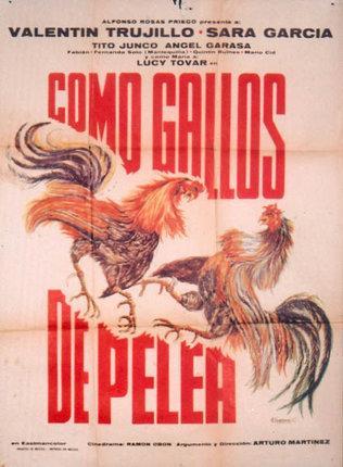 Como gallos de pelea