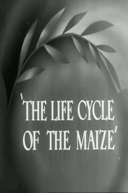 The Life Cycle of the Maize (C)