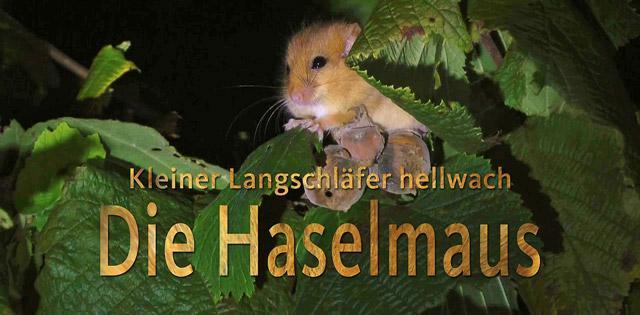 Kleiner Langschläfer Hellwach - Die Haselmaus