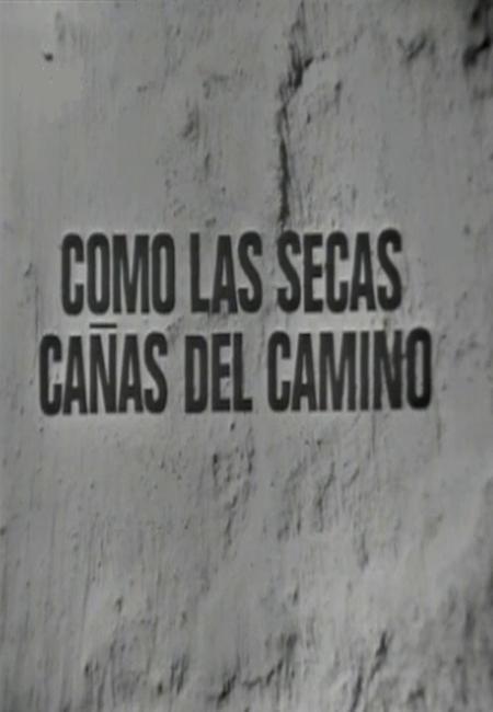 Como las secas cañas del camino (TV)