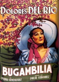 Bugambilia