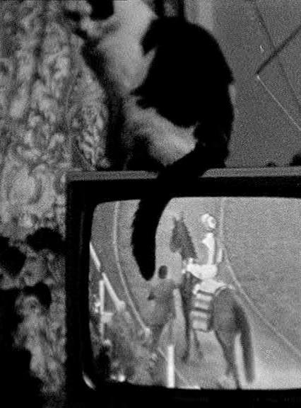 Cat on TV (C)