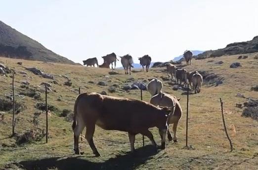 La ley de la montaña (C)