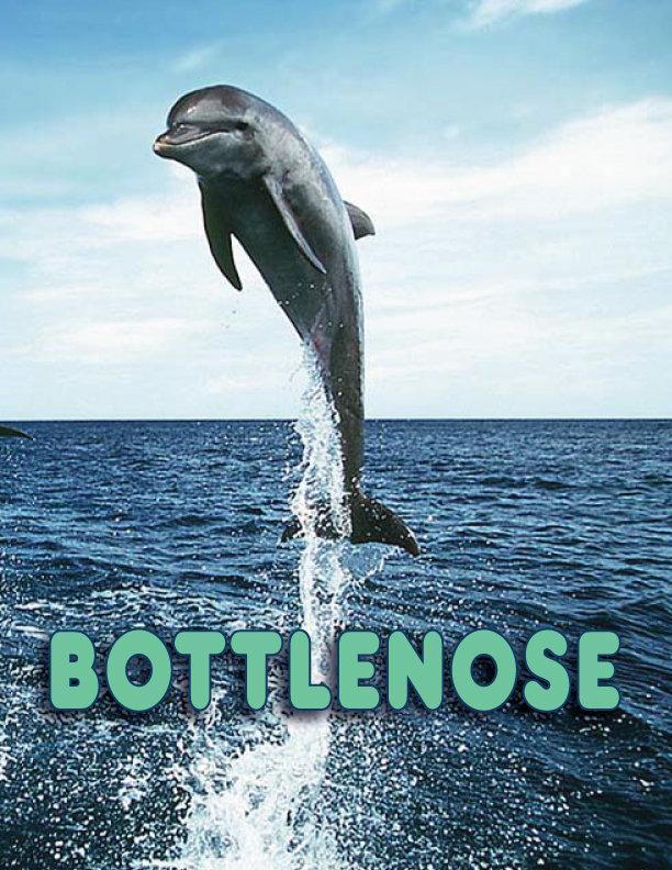 Bottlenose (C)