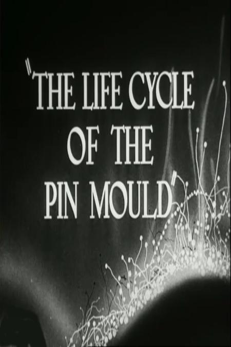 The Life Cycle of the Pin Mould (C)