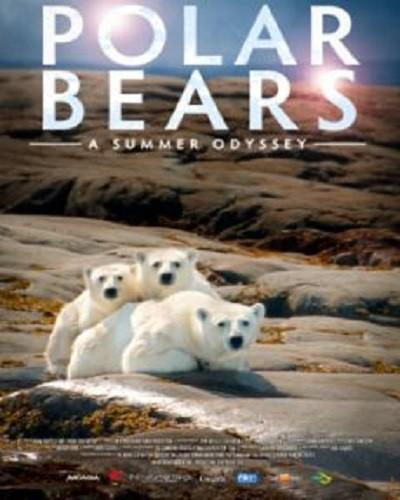 Polar Bears: A Summer Odyssey