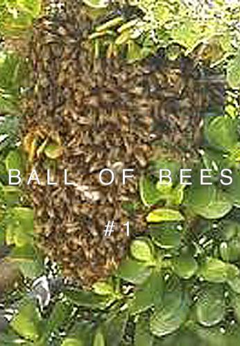 Ball of Bees (C)