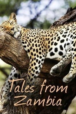 Tales from Zambia. The Wild Web