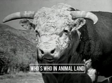 Who's Who in Animal Land (C)