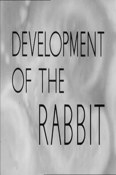 Development of the Rabbit