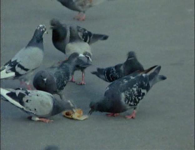 Pigeons in the Square