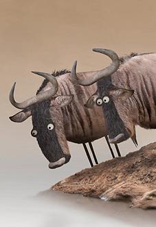 Wildebeest (S)