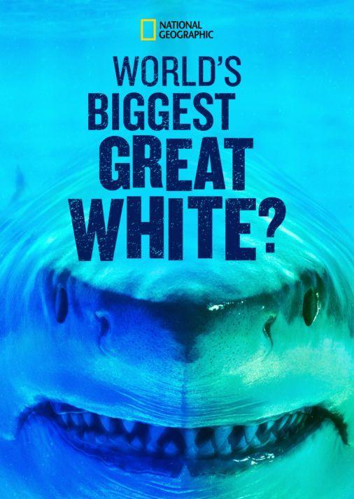 World's Biggest Great White Shark