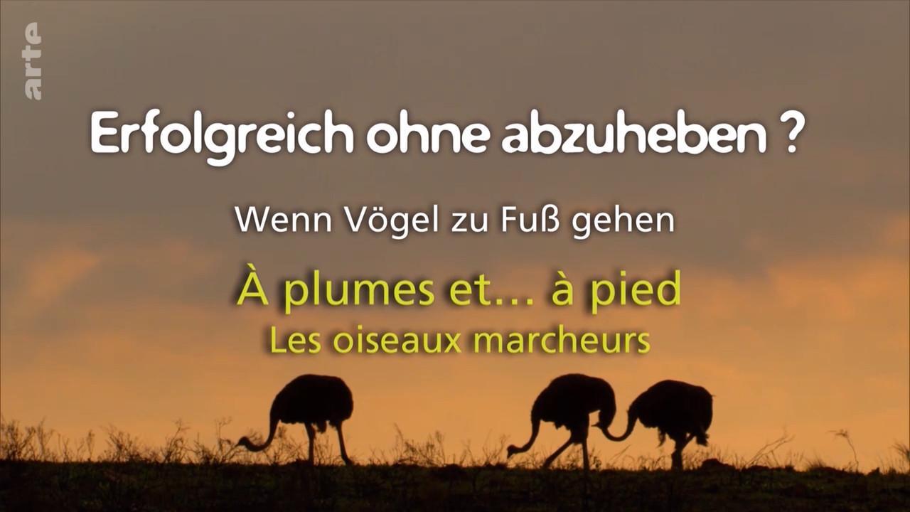 Erfolgreich ohne abzuheben? - Wenn Vögel zu Fuß gehen