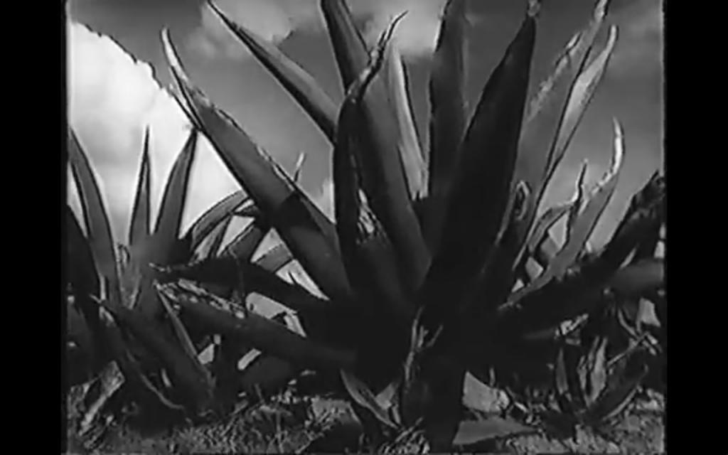 Magueyes (S)