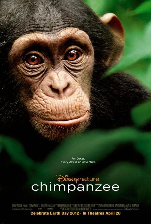 Chimpancé